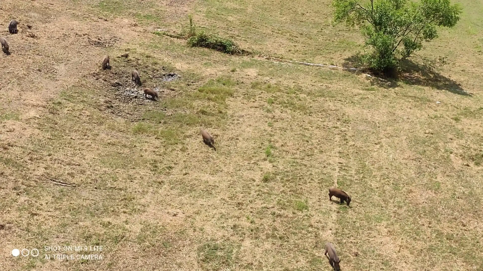 Colli a Volturno: cinghiali in pieno centro cittadino. L’avvistamento di un nostro lettore questa mattina. Guarda il video.